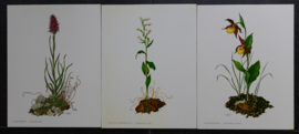 3 Schoolplaatjes    Botanisch  8