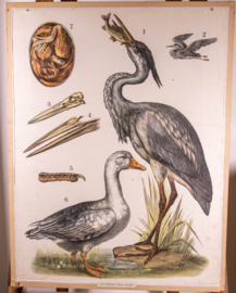 Reiger gans