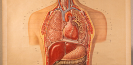 Torso
