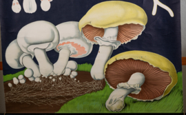 Champignon Litho