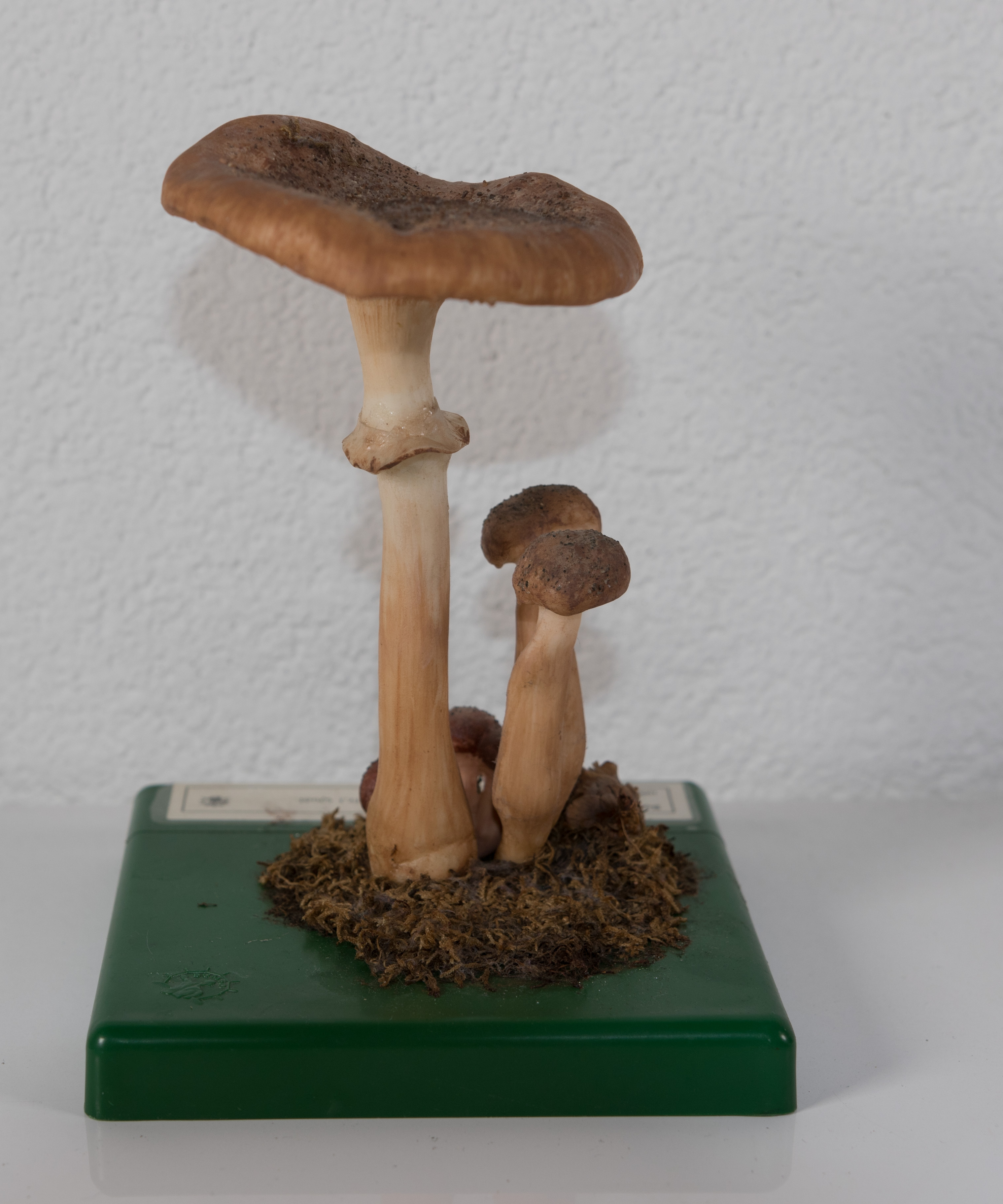 Armillaria Mellea