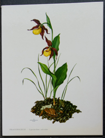 4 Schoolplaatjes    Botanisch  1