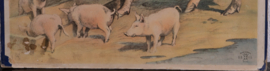 Varkens