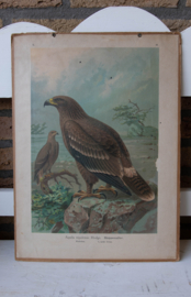 Steppenarend