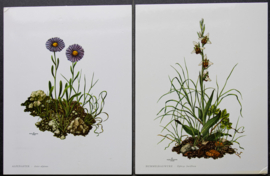 4 Schoolplaatjes    Botanisch  6