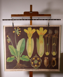 Sleutelbloem