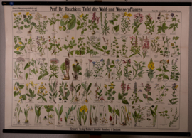 Bos en waterplanten planten