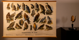 Dagroofvogels en uilen
