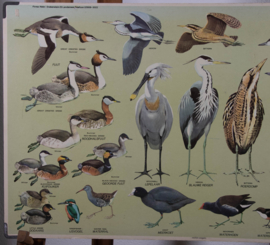 Watervogels