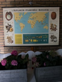 Olierijke planten