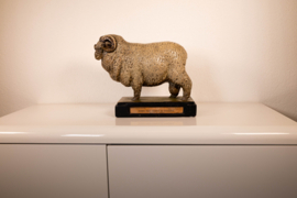 Schaap de Stavropol Merino Ram