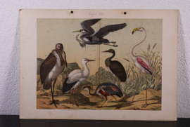 Schreiber Ooievaar, Flaming, Kraanvogel en Ibis