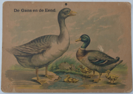 Gans Eend