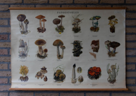 Paddestoelen II