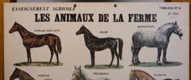 Paarden en ezels