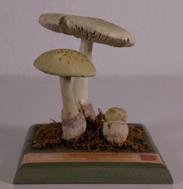 Amanita Citrina