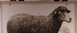Schaap