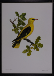 Beschermde vogels