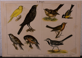 Schreiber Kanarie en Roodborst