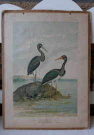 Zwarte Ooievaar
