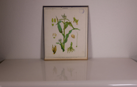 Botanisch  8