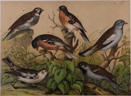 Schreiber Huismus, Vink, Kanarie en Putter