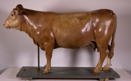 Oude vintage anatomische koe van Somso.