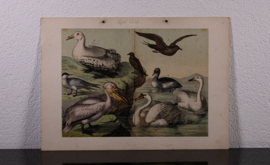 Schreiber Kokmeeuw, Kemphaan, Pelikaan en Zwaan