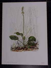 6 plaatjes Botanisch