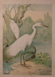 Grote Zilverreiger