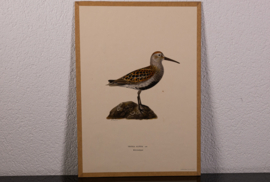 Bonte Strandloper Litho