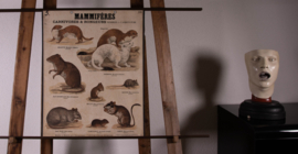 Wezel hermelijn rat muis