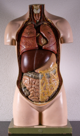 Torso Somso €500