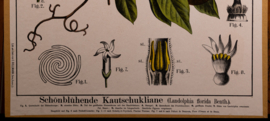 Schonbluhende Kautschukliane