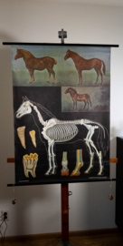 Paard
