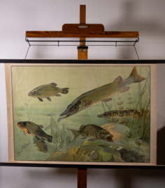 Snoek en karper