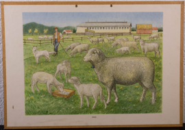 Schapen