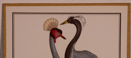 Vogelplaatje 7 Litho