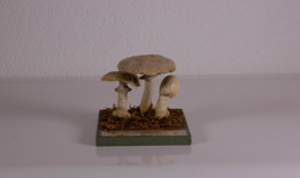 Agaricus Silvicola Vittadini