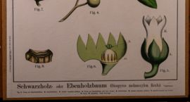 Schwarzholz oder Ebenholzbaum