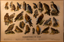 Dagroofvogels en uilen