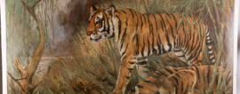 Tijger