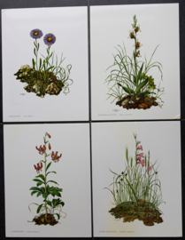 4 Schoolplaatjes    Botanisch  6