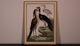 Vogelplaatje 5 Litho