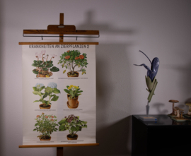 Ziekten aan sierplanten