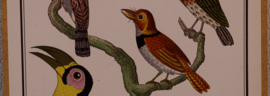 Vogelplaatje 3 Litho