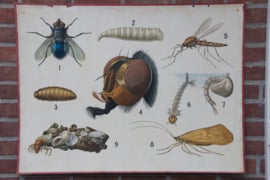 Insecten