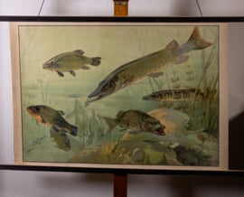 Snoek en karper
