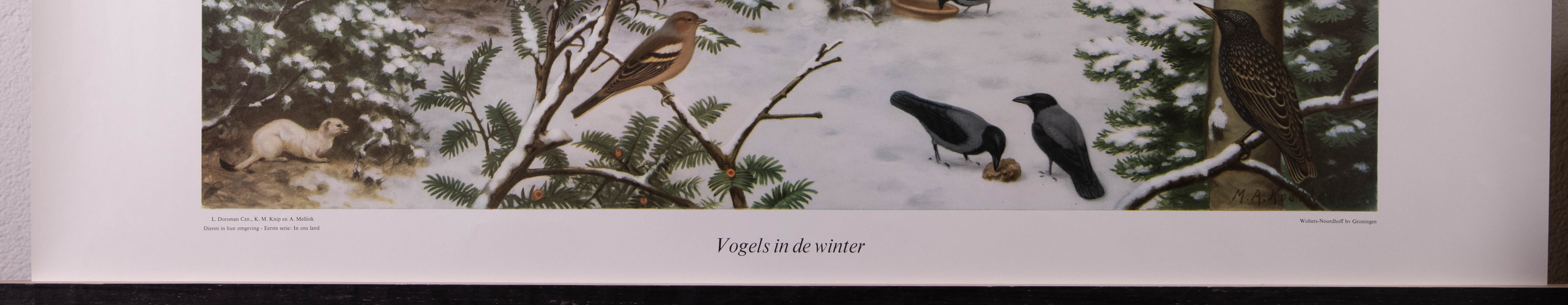 Vogels in de winter