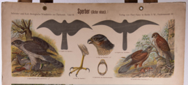 Sperwer Torenvalk